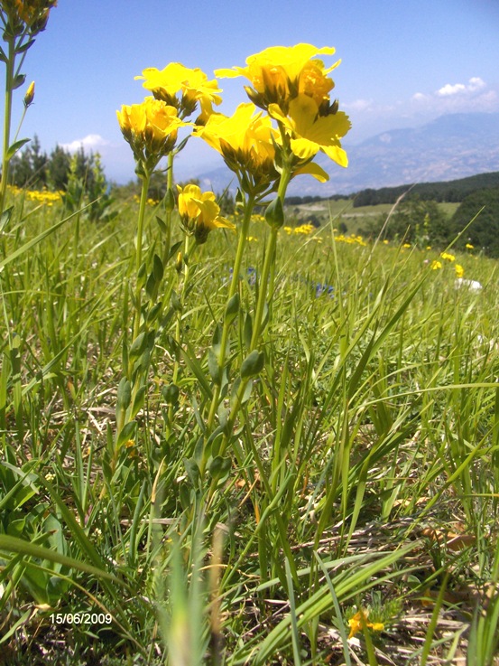 Linum capitatum subsp. serrulatum